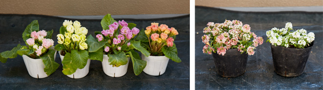 （左）ピンク、イエロー、パープル、サーモンピンクと色のトーンを合わせたプリムラ。（右）スイートアリッサムは花期が長く、梅雨明けまでキレイな花を咲かせる。