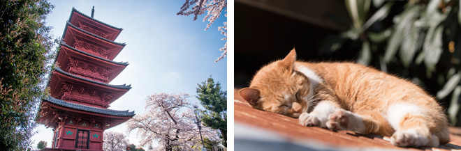 関東最古、最大という五重塔とサクラの対比も絶妙。猫さんがのどかにお昼寝していました（右）。
