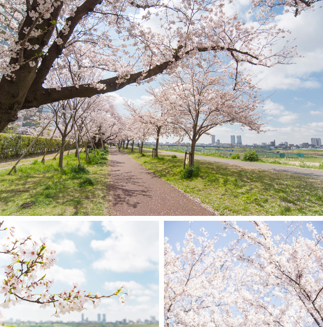 開放感たっぷりの桜並木がとてもきれい。ご近所のみなさんを包み込む、どっしりとした懐の深さを感じました。