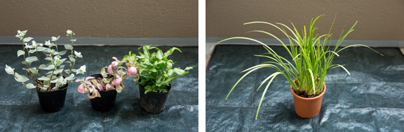 （左）左から、トラディスカンチア、フイットニア、プテリス。いずれも観葉植物。 （右）アクセントに使ったベアグラス。