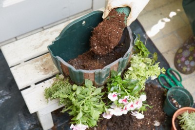 側面に植えるのは初心者には少し難しいので、上段は通常の鉢植え手法で。