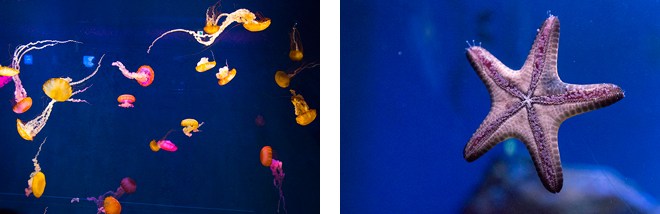 新江ノ島水族館の「相模湾大水槽」（上）は、マイワシの大群や悠々と泳ぐエイに、色とりどりの花々が咲いては散っていく様がとても神秘的。海月（下左）や海星（下右）も蛍光色におめかし。