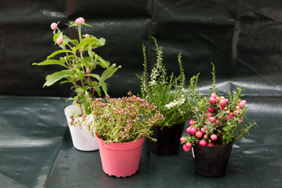 左から、センニチコウラスベガス、クラッスラクーペリー、八重咲きカルーナブルガリス、大実ハッピーベリー