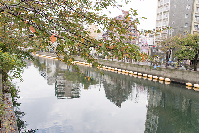 大岡川の桜並木。そろそろ紅葉がはじまっていました。
