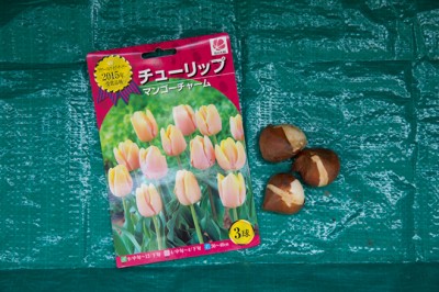 球根はチューリップを使用。花が咲くのは来年の4月ごろ。