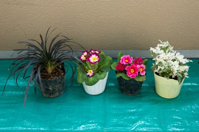（左から）コクリュウ、プリムラ2種、アルテナンテラ。 紫のプリムラとアルテナンテラは2株ずつ使用。