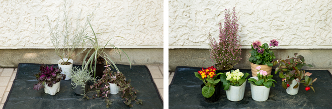 大鉢の寄せ植えに使用した植物。 （左写真）葉もの。左奥から時計回りに、エレモフィアニベア、ノシラン、リシマキアシューティングスター、プラチナム、ハボタン　（右写真）花類。左奥から、エリカ、パンジー、チェッカーベリー。手前3つはすべてプリムラ 