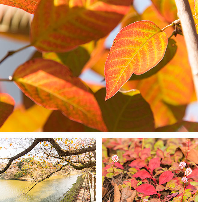 千鳥ヶ淵の遊歩道では、可愛らしい「小さな秋」が見つけられます。