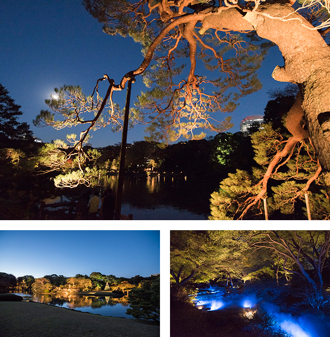 回遊式築山泉水の江戸期を代表する大名庭園。六義園のライトアップは12月6日まで。