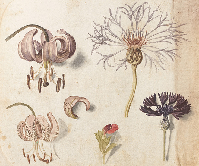 セバスチャン・シューデル《マルタゴン・リリー（ユリ科）とクロアザミ（キク科）、他》（『カレンダリウム』より）17世紀初頭、キュー王立植物園蔵 © The Board of Trustees of the Royal Botanic Gardens, Kew