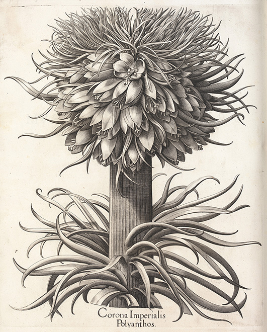 バシリウス･ベスラーの委託による《オオカンユリ》（ユリ科）（『アイヒシュテット庭園植物誌』より）1613年 キュー王立植物園蔵 © The Board of Trustees of the Royal Botanic Gardens, Kew