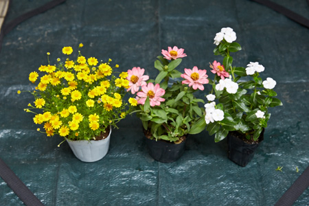 手前に植える背が低い花々。（左）ダールベルクデイジー、 （中）ジニア（プロシフュージョン）、（右）ニチニチソウ 