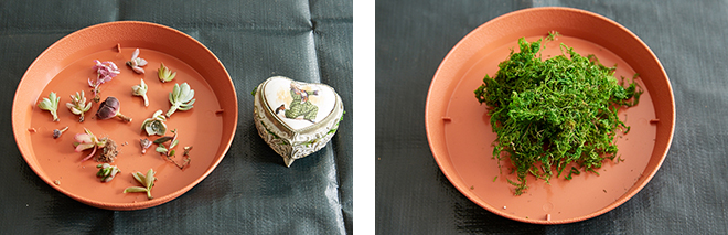 （左）ハート型のオルゴールは宝石箱のイメージにぴったり。多肉植物は宝石に見立てて、 カラフルで違う種類のものをできるだけたくさん用意したい。 （右）飾り用として、天然の苔を乾燥させて着色した“ドライモス”を使用
