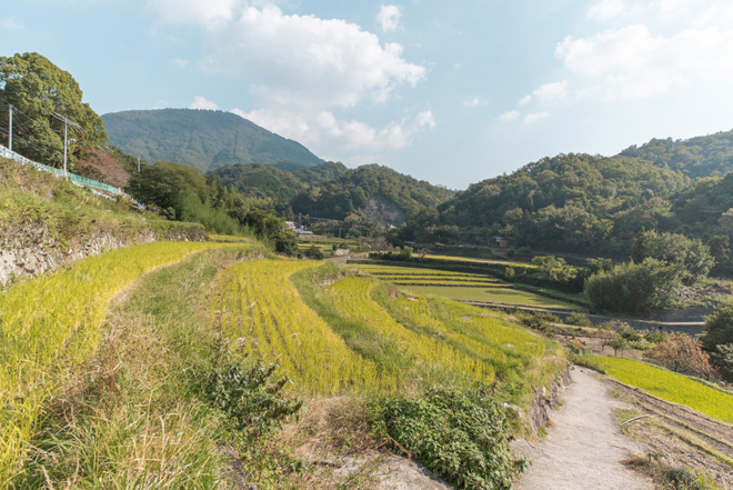 映画「八日目の蝉」の舞台にもなった中山地区の千枚田は、日本の棚田百選にも選ばれています。