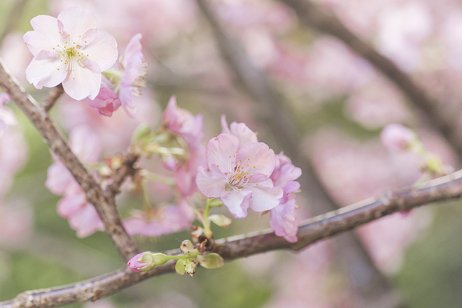 伊豆が誇る河津桜はピンク色が濃く、可愛らしい丸みが特徴。