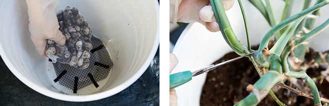 （左）土を入れる前に水抜き用の穴をふさぐネットを敷き、さらに鉢底石をいれる。 （右）モンステラは、気根をカットしておけば、寄せ植えがしやすい。