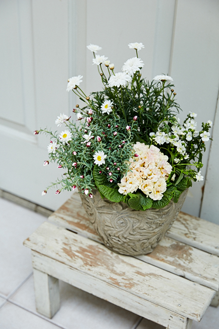 白い花の寄せ植えはアンティーク調の鉢とも相性抜群