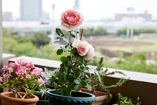 1254円 超歓迎 ミニバラ ローゼスｓ バラの鉢植え 花色が選べる 誕生日 お祝い