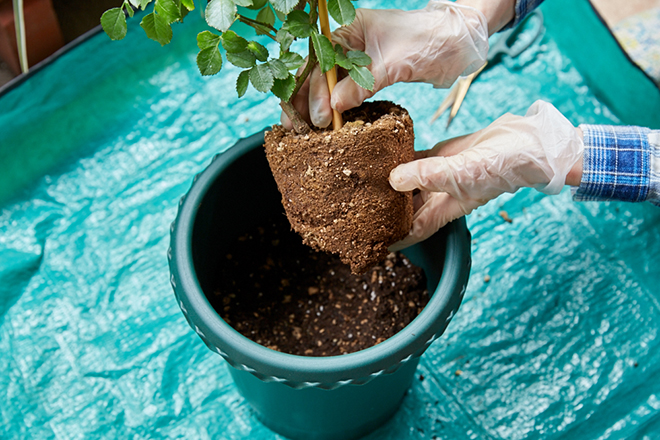 根鉢はくずさず、やさしく植え替え。表面の土には、 雑草の種などがついている場合があるので、軽くやさしくほぐす。