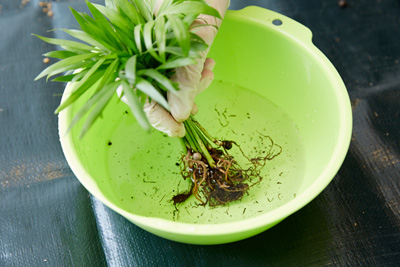 植える前には、根に付いたゴミやかすを水洗いすること。 雑菌がつくと根ぐされの原因になるので注意。 