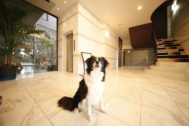 愛犬が主役のデザイナーズホテルでラグジュアリーな旅を楽しむ | SUMAU