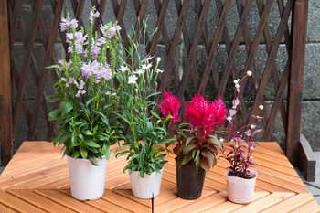 【花】秋の花は、素朴で温かみのある植物が多い。 左から、カクトラノオ、カワラナデシコ、 ケイトウ、アカバセンニチコウ。 